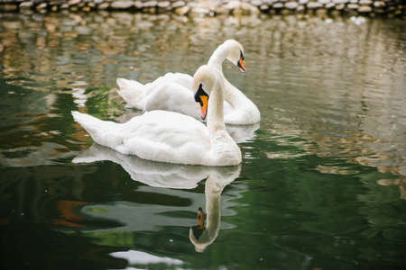 Two white swans are swimming in a pond. Birds in the park. A symbol of love and loyalty.の写真素材