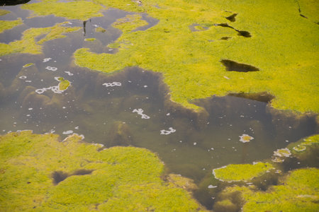 environmental pollution. A pond or lake with green water and algae. Swampy terrain. An abandoned and unkempt pond.の写真素材