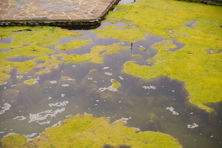 environmental pollution. A pond or lake with green water and algae. Swampy terrain. An abandoned and unkempt pond.の写真素材