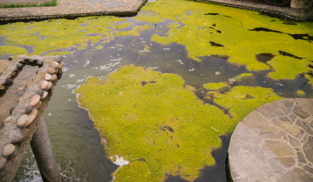 environmental pollution. A pond or lake with green water and algae. Swampy terrain. An abandoned and...
