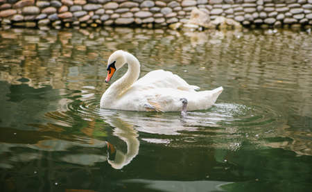 One white swan is swimming in a pond. Birds in the park. A symbol of love and loyalty. A lonely bird.の写真素材
