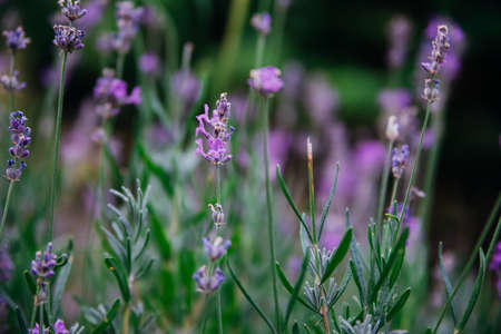 Close-up of a sprig of flowering lavender. A purple flower in a flower bed or in a field. production of essential oil.の写真素材