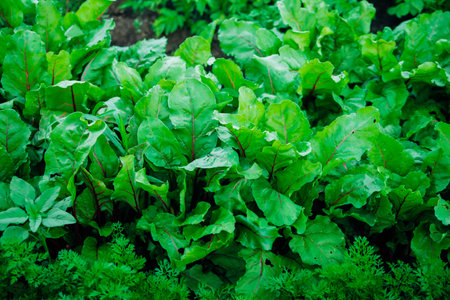 Green beet leaves with red stems. Beats in the garden. Young beats in the spring.