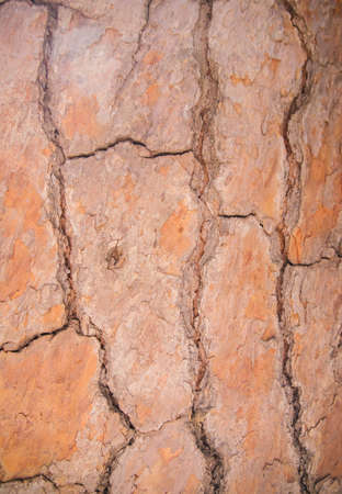 The texture of the tree bark. Tree in the park close-up. Relief texture and background.