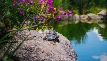 Pond slider or red-eared turtle.A group of wild turtles in the lake. Turtles sit on a rock and bask in the sun.の写真素材