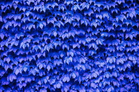 Abstract background of leaves. The natural beauty of plants. The texture of the leaves. The photo is...