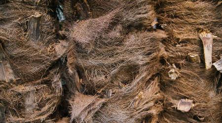 Close up of the trunk of a palm tree. The texture of the tree bark. natural material. abstract...
