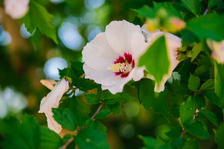 A large Mallow bush. Pink flowers in the garden or in the park. An ornamental plant. Bright sunny summer day.の写真素材