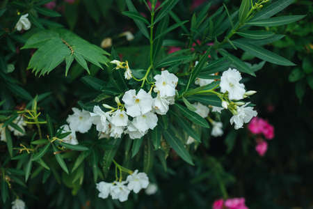 Delicate flowers of white oleander, Nerium oleander, bloomed in summer. Shrub, small tree, garden plant. natural beautiful background.の写真素材