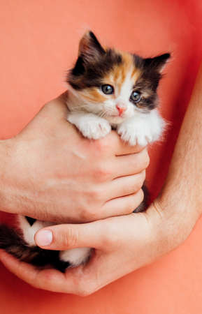 A spotted cat in male hands on a pink background. A curious little kitten looks into the camera.Pet.の写真素材