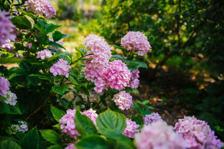 Pink hydrangea flower close-up on the background of natural leaves. A pink hydrangea bush in bloom in the spring garden. Elegant pink wedding hydrangea.の写真素材