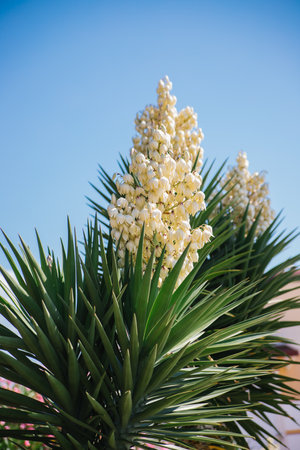 The Yucca filamentosa plant is in full bloom. Exotic white flowers and long green leaves. Decoration of the park.の写真素材