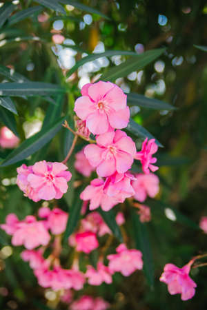 Delicate flowers of pink oleander, Nerium oleander, bloomed in summer. Shrub, small tree, garden...