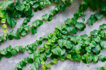 A green vine, a creeping plant against a gray concrete wall. The concept of structure and beauty in...