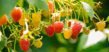 Raspberries on a branch in the garden. Juicy ripe raspberries on the branches. pinkberry. summer...