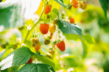 Raspberries on a branch in the garden. Juicy ripe raspberries on the branches. pinkberry. summer...