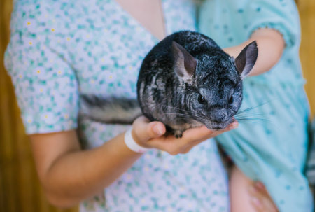A light gray chinchilla in female hands. A beautiful rodent in the zoo. A curious and funny animal.の写真素材