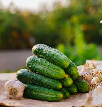 Cucumbers, herbs, dill, garlic on a wooden table in the garden or vegetable garden. harvesting. conservation, canning. background, copy space. Sunny bright day.の写真素材