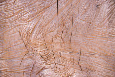 The wooden surface of the cut is made of wood. Detailed warm light brown tones of a felled tree trunk or stump. Uneven wood surface.の写真素材