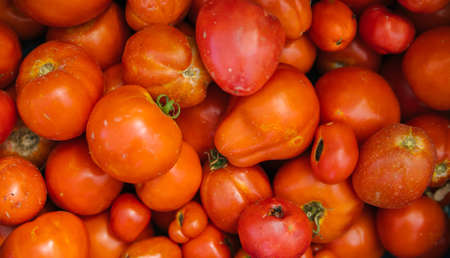 Delicious red tomatoes. Fresh and juicy tomatoes. natural background and texture. Harvesting on an...