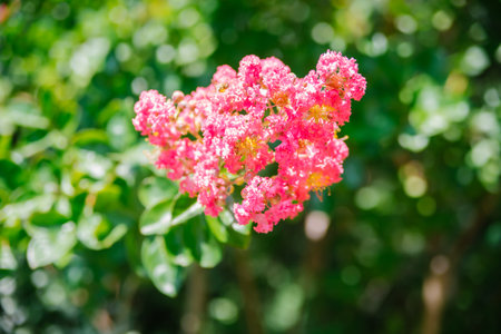 Blooming Indian lagerstremia on the street, also known as Indian lilac. garden decorations. bright sunny day. Lush pink inflorescences.の写真素材