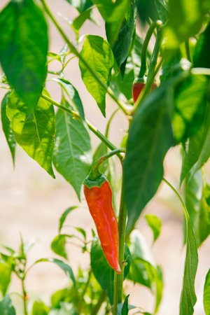 A bush of ripening bitter red pepper on a plantation or in the garden. vegetable in the garden.の写真素材
