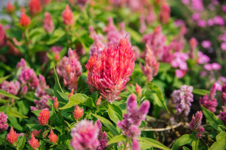 Cockscomb Pembe Veya Celosia. Delicate pink fluffy flowers on a flower bed. Flowers are like feathers. Garden decoration.の写真素材