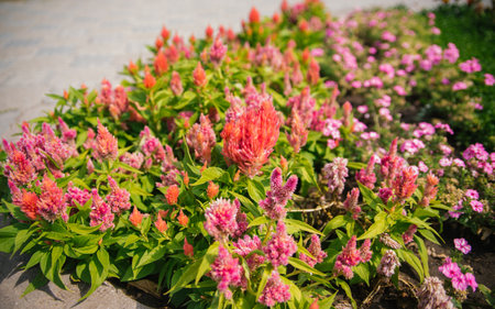 Cockscomb Pembe Veya Celosia. Delicate pink fluffy flowers on a flower bed. Flowers are like...