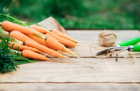 Fresh carrots on a wooden background. Garden tools. Rake and shovel. Vegetables and root vegetables are useful vitamins. Food for vegetarians. Homemade vegetables, eco-friendly. Agricultural industry.の写真素材