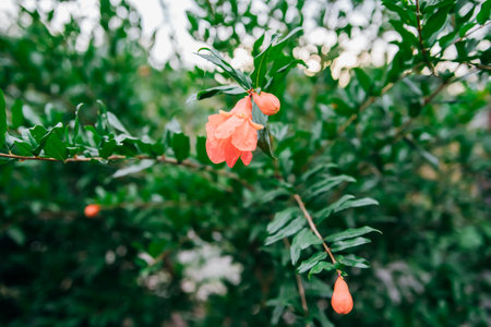 A red pomegranate flower on a green branch. Gardening. Fruits from southern countries. Green pomegranate bush.の写真素材