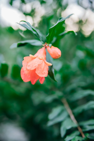A red pomegranate flower on a green branch. Gardening. Fruits from southern countries. Green pomegranate bush.の写真素材