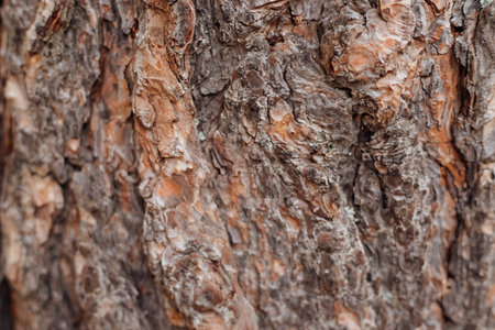 The texture of the tree bark. A tree in a forest or park in close-up. Relief texture and background....