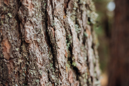 The texture of the tree bark. A tree in a forest or park in close-up. Relief texture and background. Beauty is in nature. Uneven, rough surface. Natural background.の写真素材