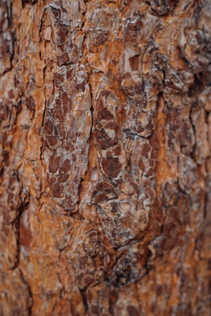The texture of the tree bark. A tree in a forest or park in close-up. Relief texture and background....