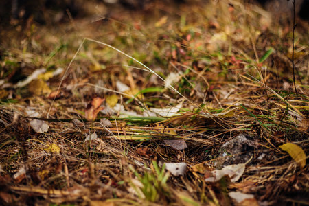 The first fallen dry leaves, green grass of the forest or city park. Autumn picturesque background of nature foliage. October. The concept of autumn.の写真素材