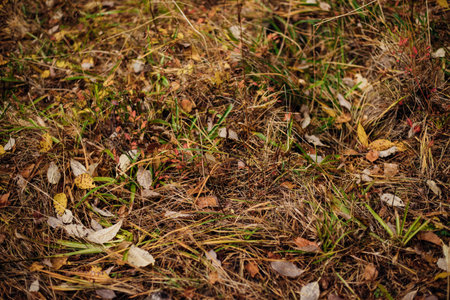 The first fallen dry leaves, green grass of the forest or city park. Autumn picturesque background of nature foliage. October. The concept of autumn.の写真素材