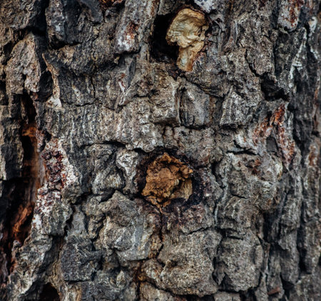 The texture of the tree bark. A tree in a forest or park in close-up. Relief texture and background. Beauty is in nature. Uneven, rough surface. Natural background.の写真素材