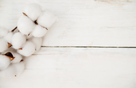 A branch with white cotton flowers on a white wooden background.Mother's Day and Valentine's Day. Space for text. Wedding. Tenderness and purity.の写真素材