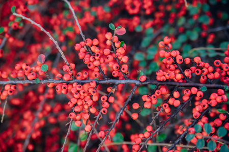 Plants of creeping cotoneaster with many bright green shiny leaves, red berries.A large bush grows...
