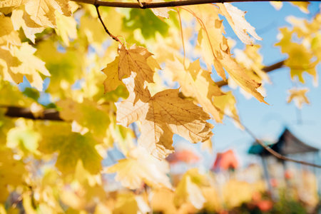 Yellow maple leaves on a tree. Autumn background. Leaf fall. The wind sways the leaves on the tree.