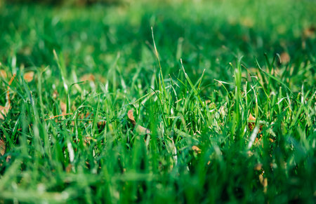 Green grass, close-up. Natural background. The texture of green, juicy grass in the rays of the bright sun.の写真素材