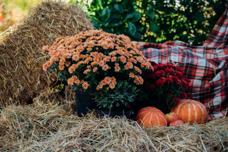 Autumn photo zone. Autumn decor using bales of natural straw, pumpkins, flowers, apples. Outdoor...