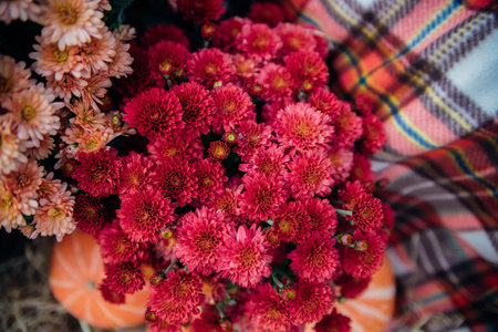 Small red chrysanthemums or daisies grow in a flowerbed as a fluffy bush. Autumn beautiful background.の写真素材