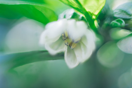 The flower is white in close-up. Green bell pepper in the garden. Unripe pepper. Organic concept. Vegetables grown at home.の写真素材