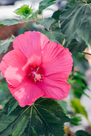 A large Mallow bush. Pink flowers in the garden or in the park. An ornamental plant. Bright sunny summer day.の写真素材