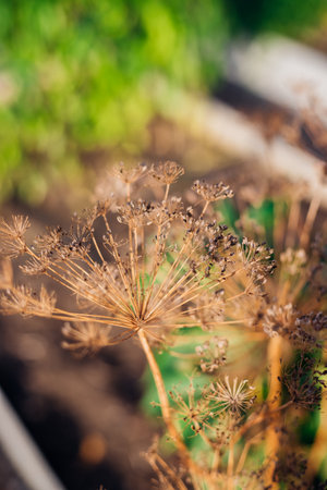 Seeds of dry dill. Fennel inflorescences in the form of an umbrella. Seasoning for canning. Gardening. Seed production. Natural background.の写真素材