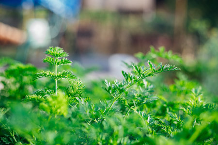 Young carrots in the garden. Carrot bushes planted in a row. Growing vegetables in rural areas. Care and treatment of plants. Future harvest.の写真素材