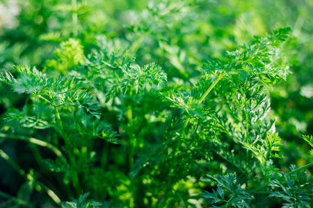 Young carrots in the garden. Carrot bushes planted in a row. Growing vegetables in rural areas. Care and treatment of plants. Future harvest.の写真素材
