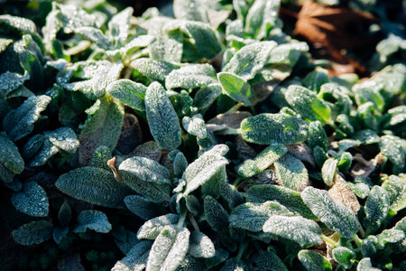 Beautiful background of juicy green leaves covered with frost. Natural texture. Abstract background....