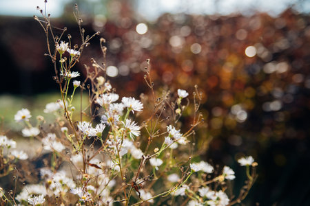 Wild grasses in the park at sunset. Beautiful nature background.White chamomile flowers in a meadow, an inspiring concept of the background of the natural landscape.の写真素材